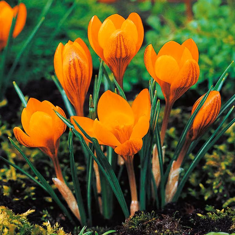 Bulbi da fiore Bulbi da fiore Crocus Spring Crocus Orange Monarch 10 pz.