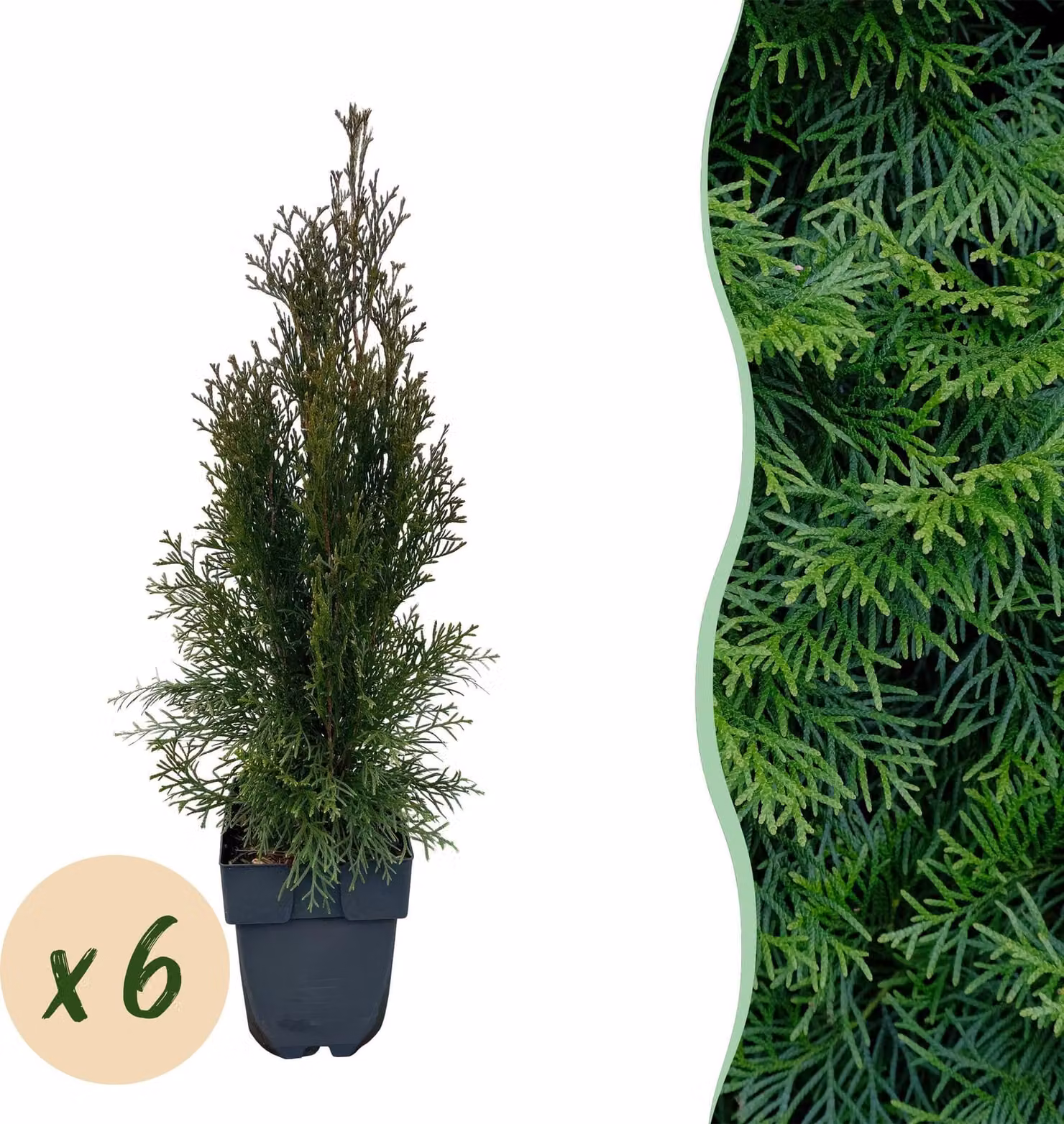 Piante da siepe - Thuja occidentalis Emerald - foglia verde - 6 piante - 1 metro lineare - sempreverde - 50-60cm - Ø18cm - Pianta da giardino