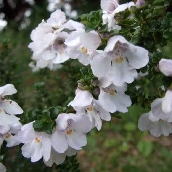 2 piante di menta di montagna (Prostanthera cuneata), alte 20-25 cm, in vaso