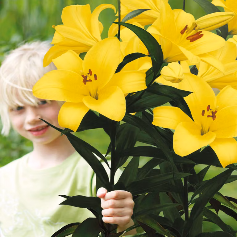 Lilia arborea Yellow Planet 1 pz. Lilie bulbi di lilia bulbi Profumati