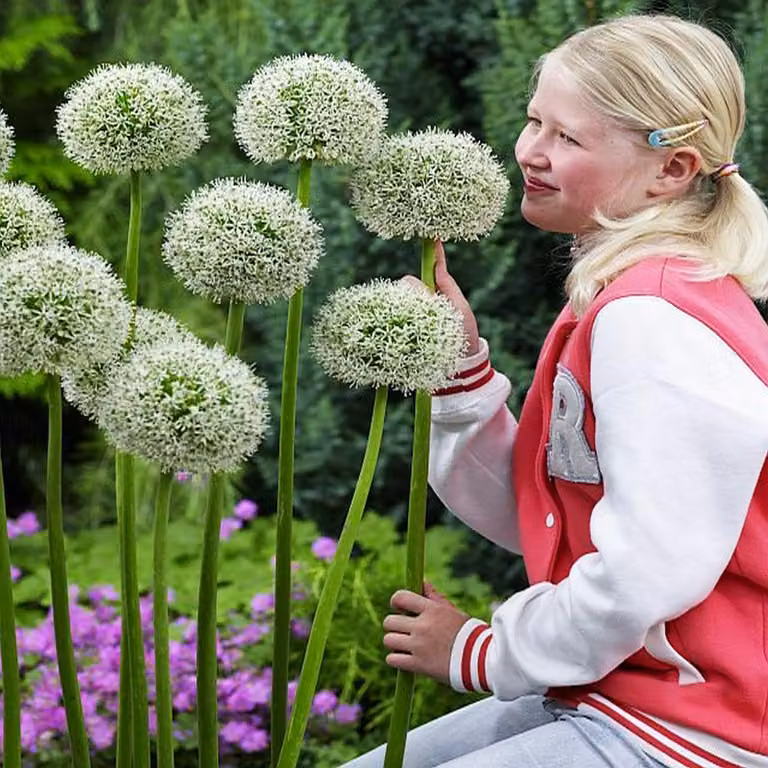 Bulbi da fiore Bulbi Porro ornamentale Allium Mont Blanc 1 pz.