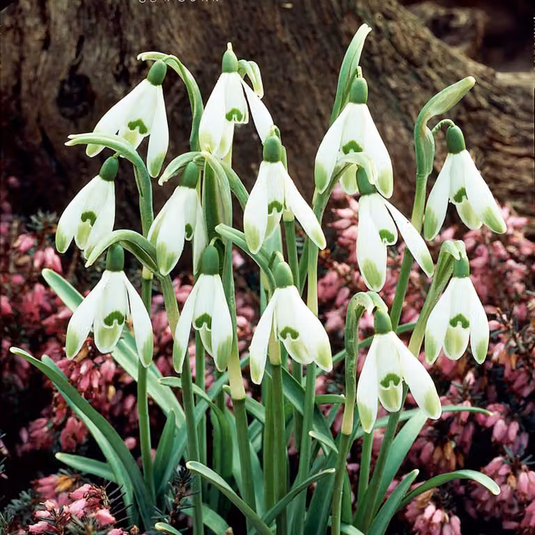 Galanthus Bulbi da fiore Bulbi da fiore Bucaneve Viridi-apice 3 pz.