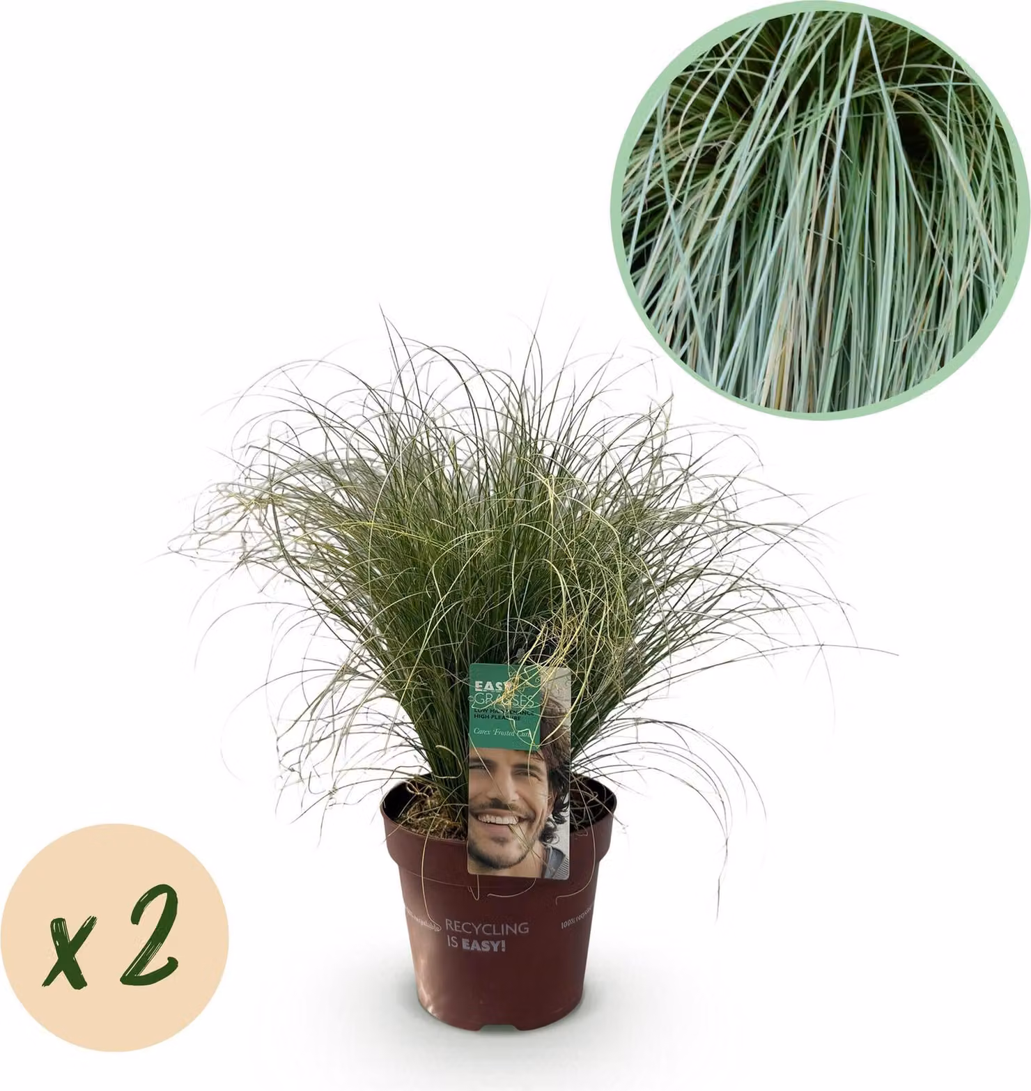 Nuova Zelanda - Carice (Carex comans) 'Frosted Curls' - 2 piante - Ø17cm