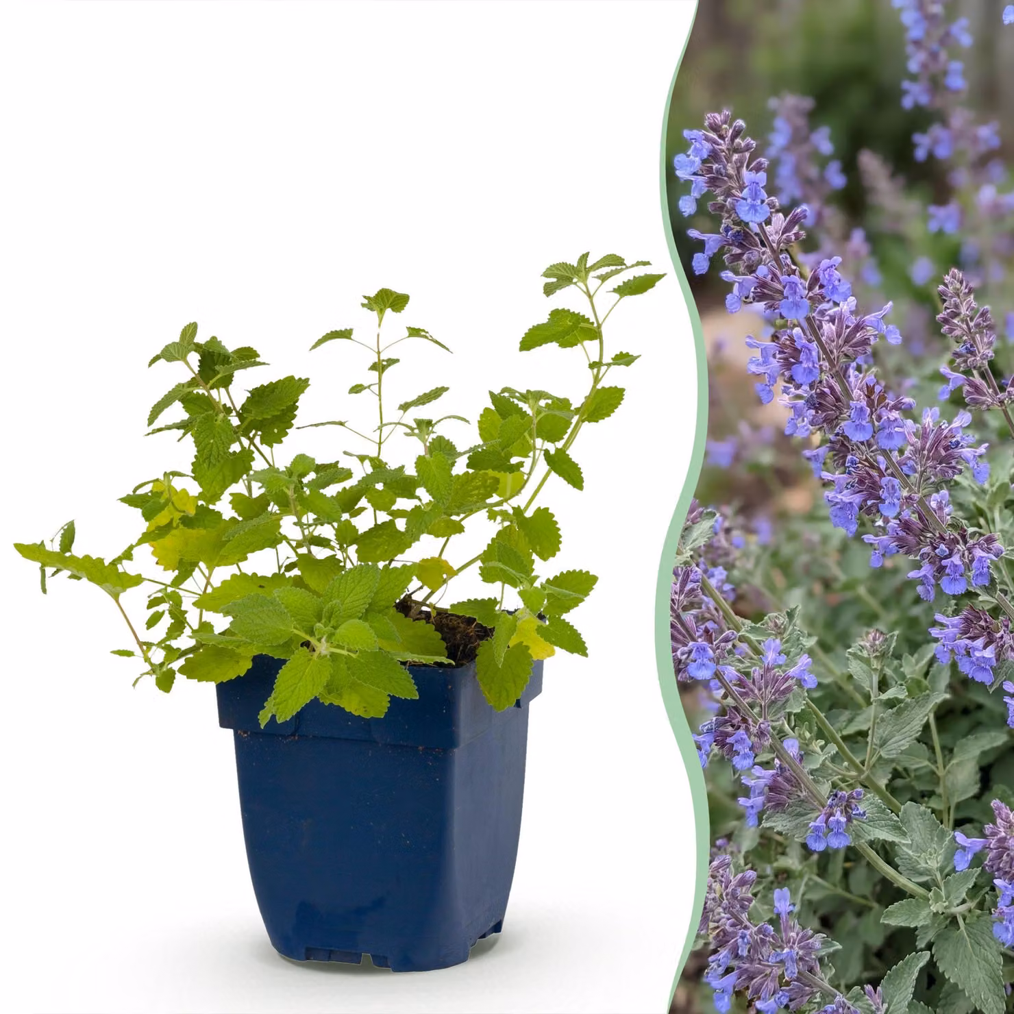 Nepeta faassenii 'Six Hills Giant' - Erba gatta - Attira api e farfalle - Viola - 6 piante - 15-25cm - Ø11cm - Pianta da giardino