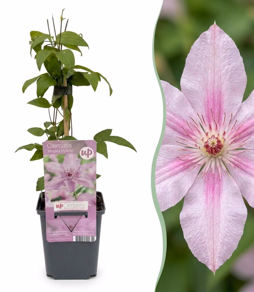 Clematide Hagley Hybrid - Clematide Hagley Hybrid - Rosa - Pianta rampicante - 25-35cm - Ø9cm - Pianta da giardino