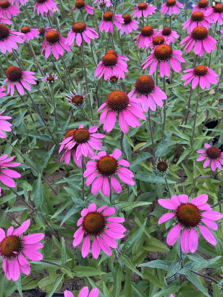 6 x Echinacea tennesseensis 'Amazing Dream' PBR - Sonnenhut - Topf 9 x 9 cm