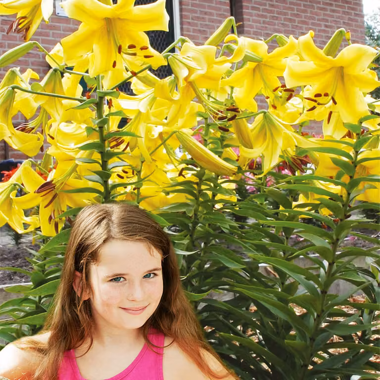 Lilia arborea Pontiac 1 pz. Lilie bulbi di giglio bulbi Profumati