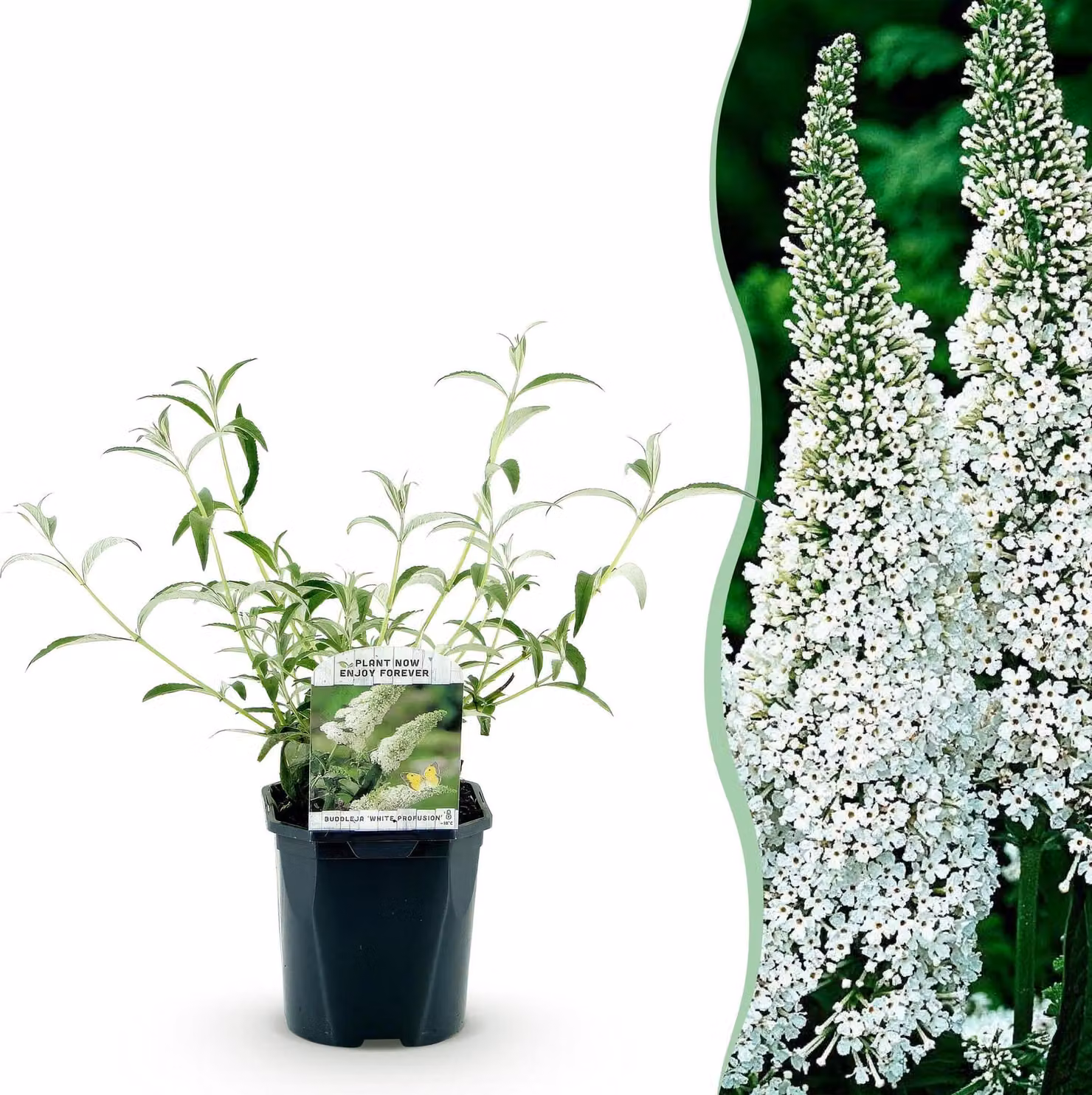 Cespuglio di farfalle - Buddleja davidii White Profusion - Fiore bianco - 1 Pianta - Deciduo - Attira le farfalle - 25-40cm - Ø18cm - Pianta da giardino