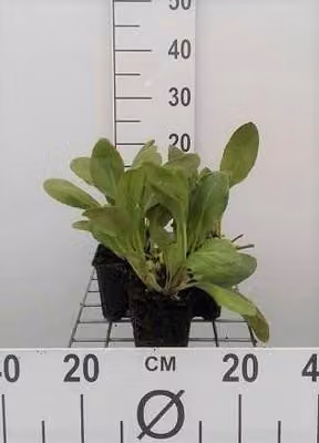 6 x Bergenia hybr. 'Bressingham White' - pseudodictamnus - Topf 9 x 9 cm