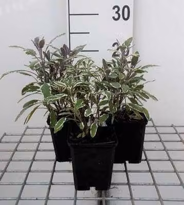 6 x Salvia off. 'Tricolor' - Muschio a stella - vaso 9 x 9 cm