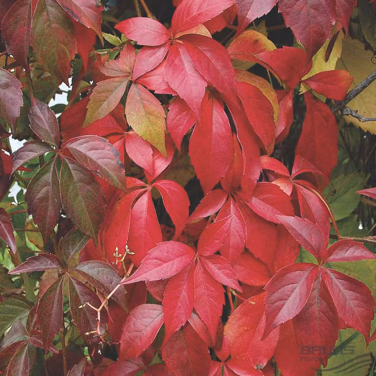 2 piante di edera rampicante (Parthenocissus quinquefolia 'Engelmannii'), altezza 50-60 cm, in vaso
