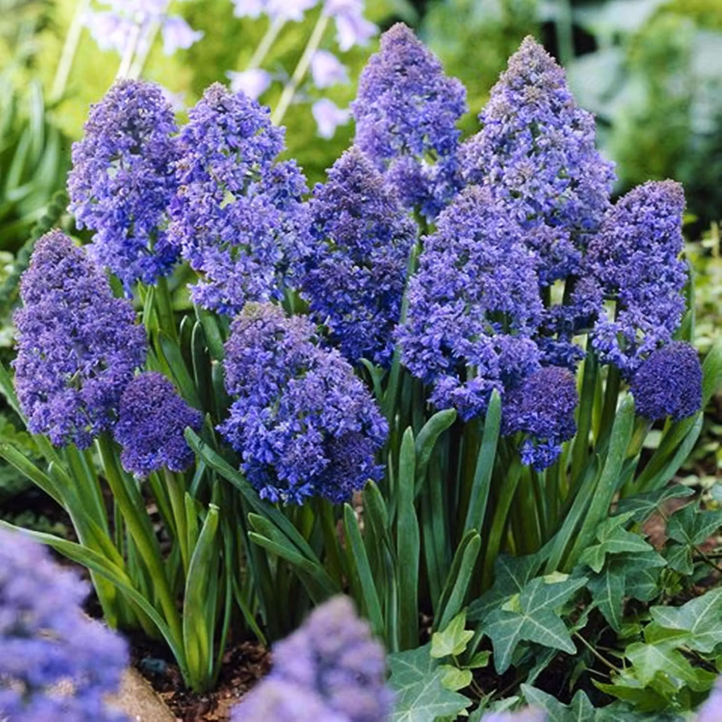 Bulbi di fiori di Muscari Bulbi di fiori di giacinto d'uva Creazione di fantasia 10 pz.