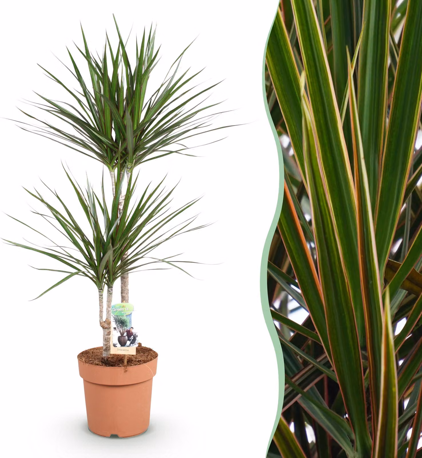 Dracaena Marginata - Albero del drago - Bassa manutenzione - Verde - 90-100cm - Ø21cm - Pianta d'appartamento - Sempreverde