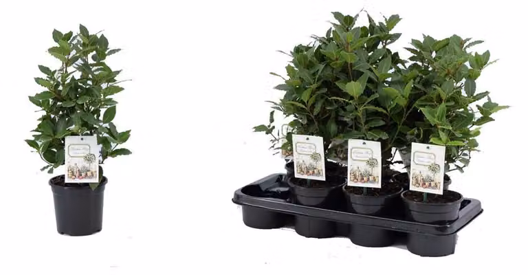 vero alloro speziato - Laurus nobilis 40 cm cespuglio