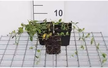 12 x Vinca minor 'Gertrude Jekyll' - Piccolo sempreverde 'Gertrude Jekyll' - Vaso 9 cm x 9 cm