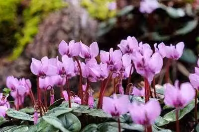 6 x Cyclamen coum - Primavera - Vaso 9 x 9 cm