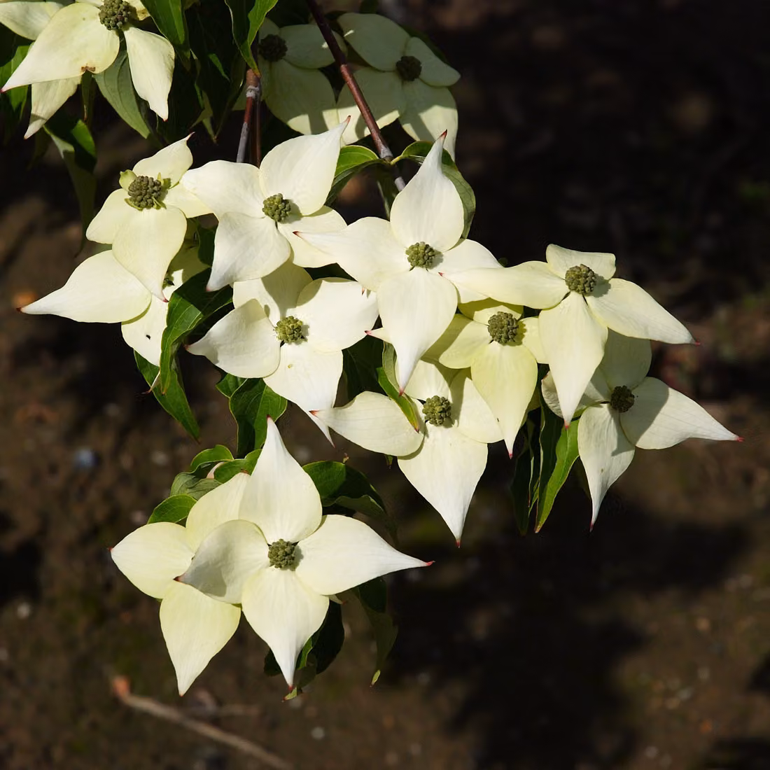 Cornus kousa 'Milky Way' (Cornus giapponese 'Milky Way') | 50-60 cm in vaso