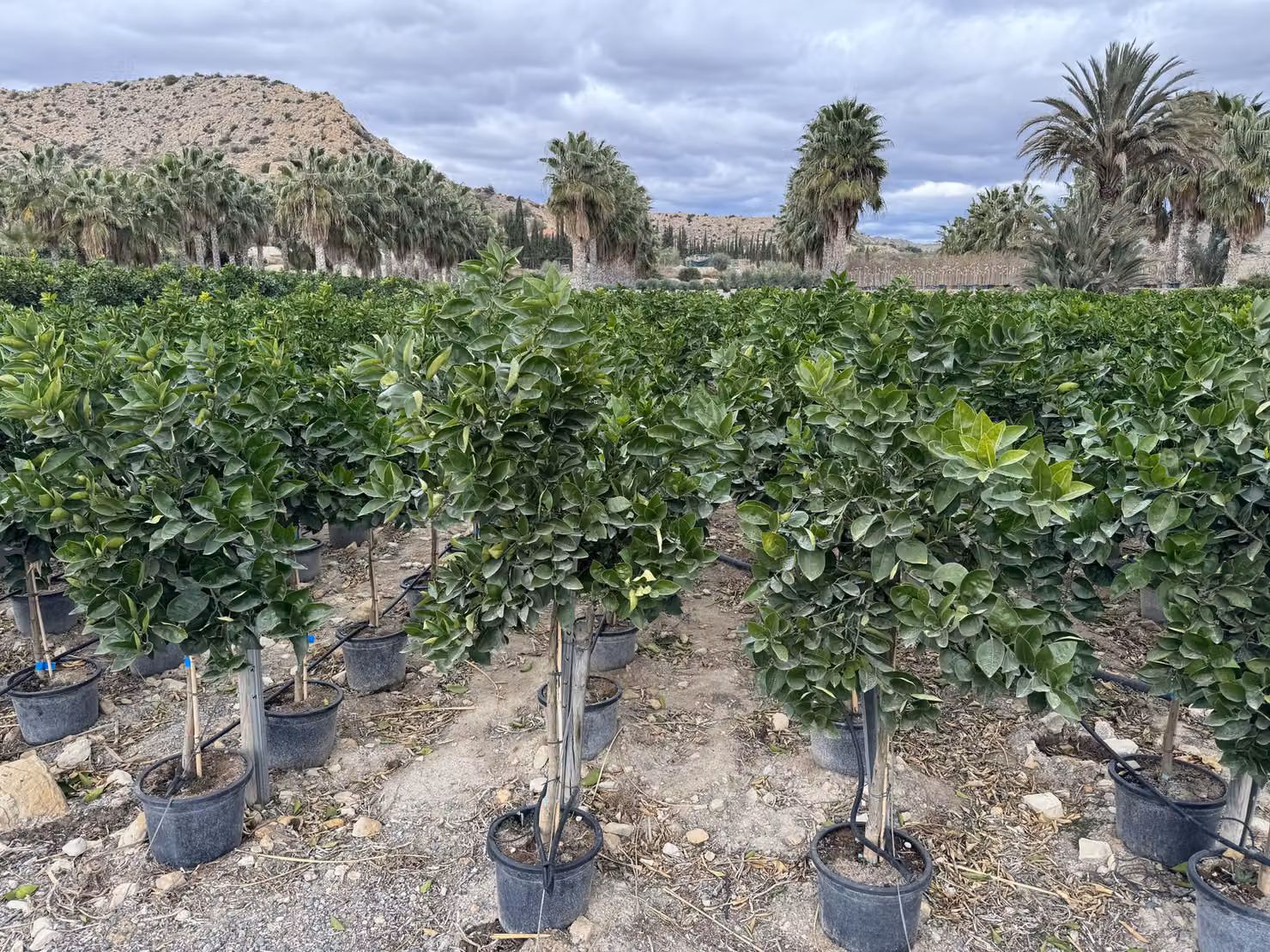 Albero soleggiato - Limone grande 150 centimetri - Citrus Limon - Albero da frutto - Luoghi soleggiati - Fruttificazione - Limone di 8 anni