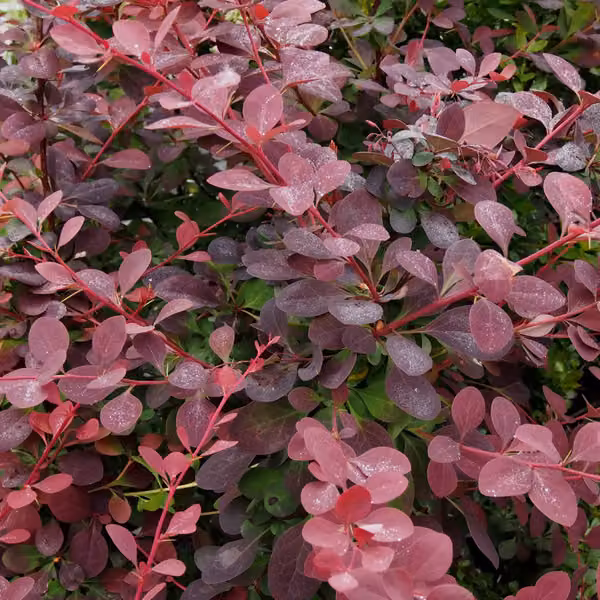 2 piante di Berberis ottawensis 'Auricoma' | Altezza: 40-50 cm, fornite in vaso