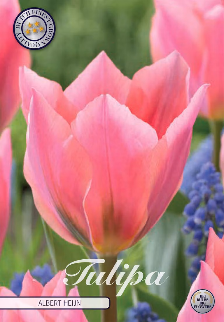 Tulipani Albert Heijn (7 pezzi) | Bulbi di tulipano di Sam van Schooten
