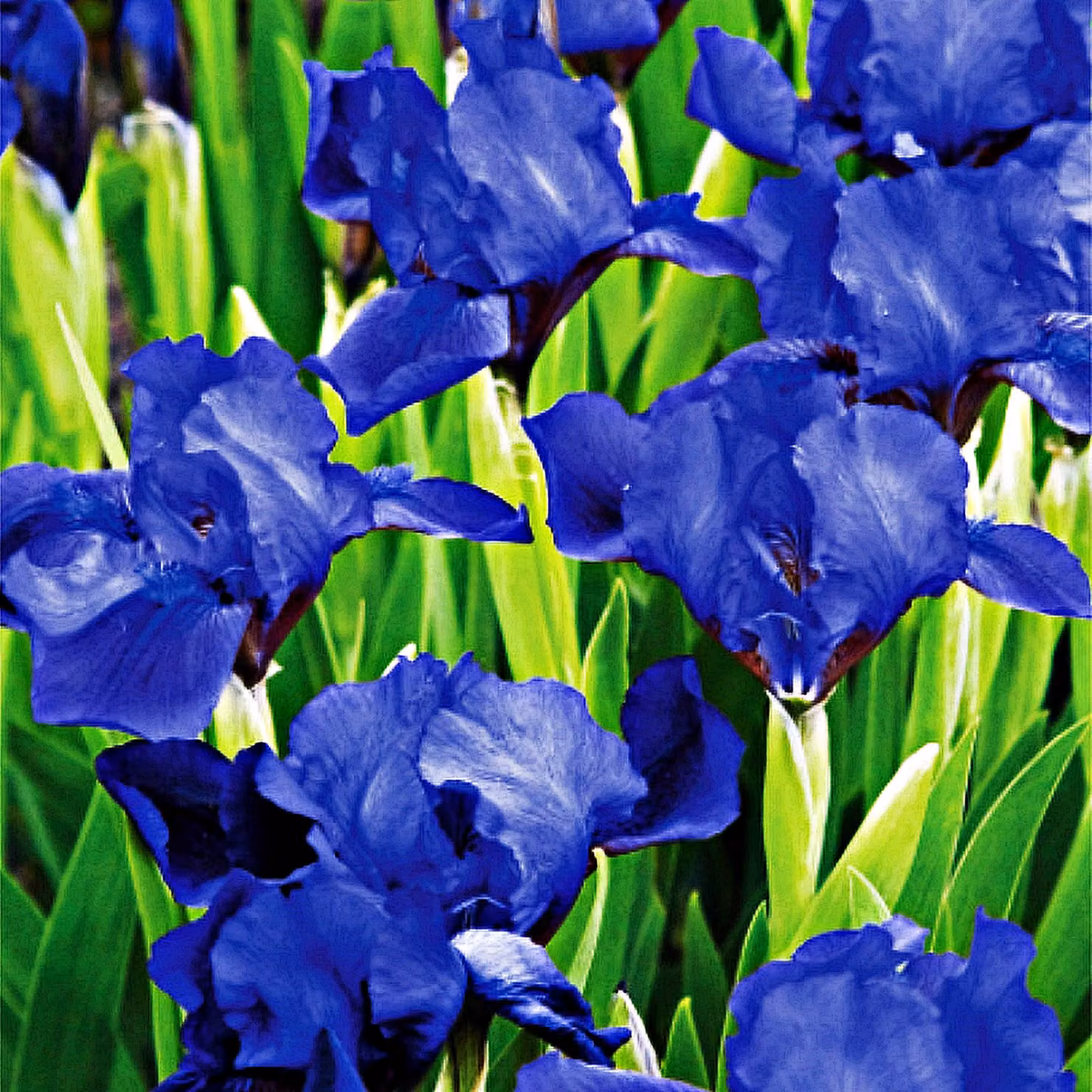Iris Pumila Bassa Little Saphire 1 pz Iris piantine di iris Iris
