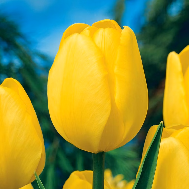 Tulipani Bulbi Fiori Darwin Tulipano Novi Sun 5 pz.