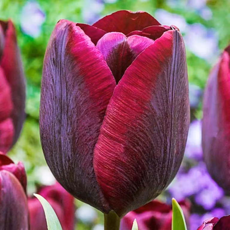 Tulipani Bulbi da fiore Bulbi da fiore Trionfo Tulipano Ronaldo 5 pz.
