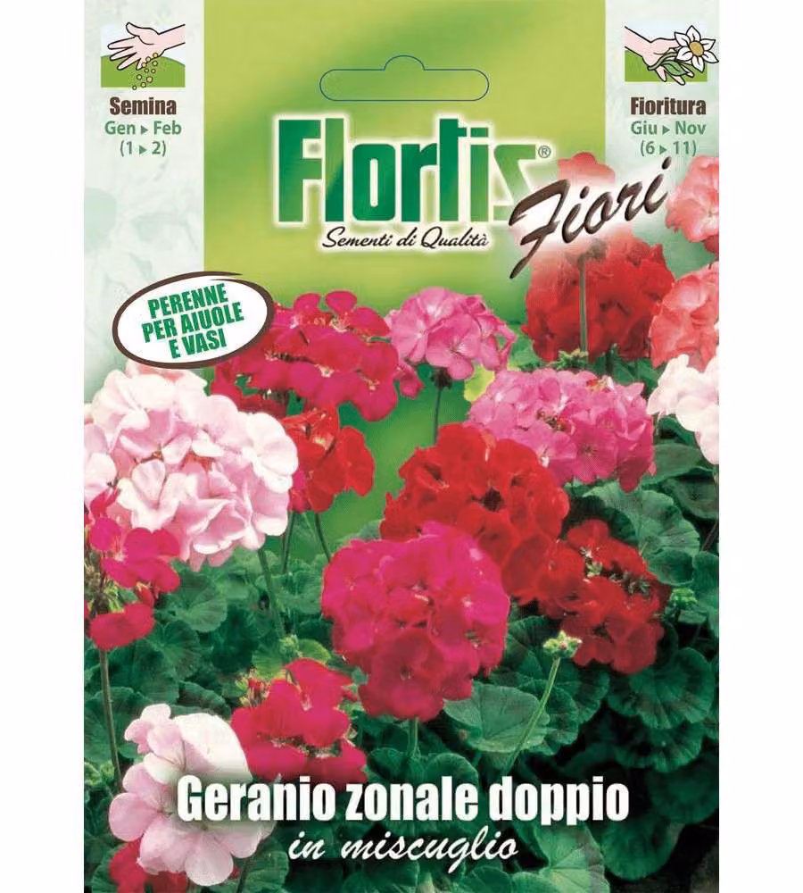 Flortis Geranio Zonale Doppio Mix - Pianta Perenne 30-40 cm - Fioritura Bouquet