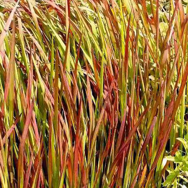 6 piante di erba rossa "Red Baron" (Imperata cylindrica 'Red Baron') | Vaso da 9x9 cm