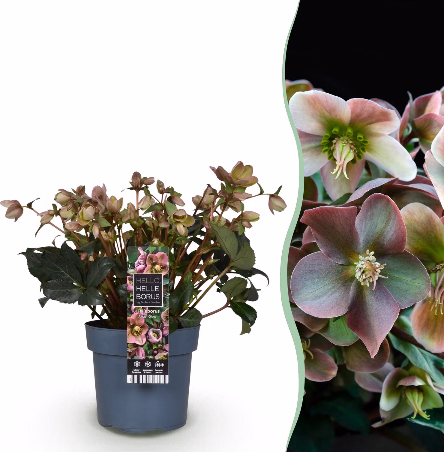 Helleborus Angels Glow - Fiore rosa - Sempreverde - 40-50cm - Ø19cm - Pianta da giardino