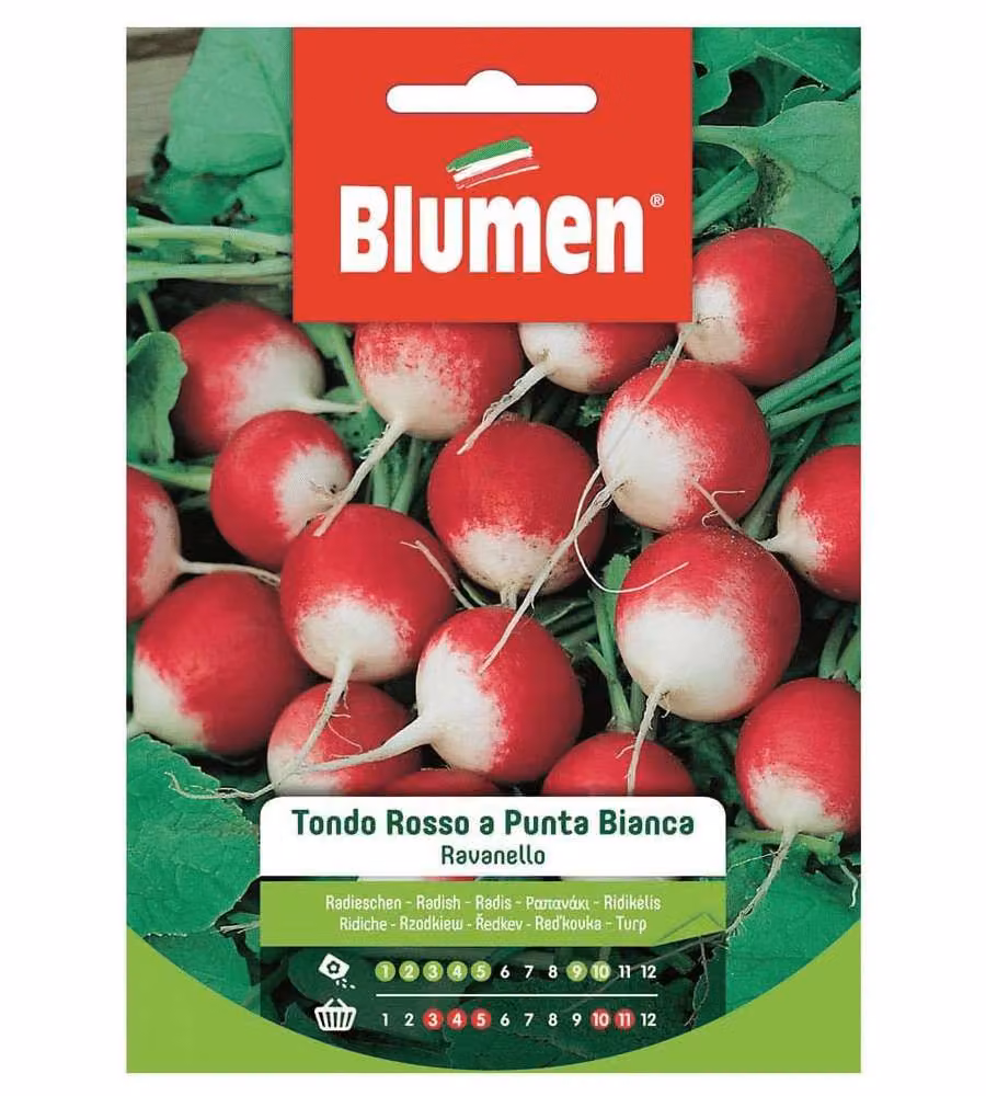 Blumen Semi di Ravanello Tondo Rosso a Punta Bianca - Confezione 1 Unità