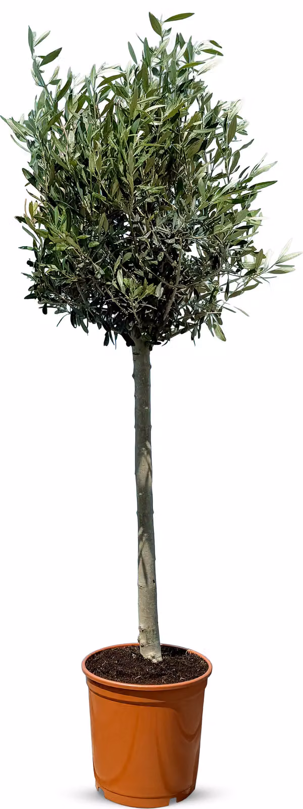 Olivo di 10 anni - Alto 130 centimetri - Olea europea - Resistente all'inverno fino a -18 - Fruttifero - Albero da frutto - Luoghi soleggiati