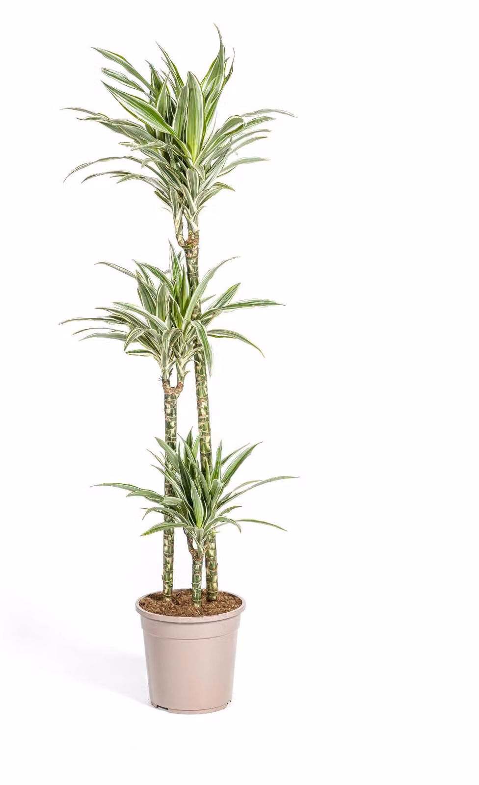 Albero prezioso - Giglio prezioso - Dracaena deremensis White Stripe - Alto 130-150cm