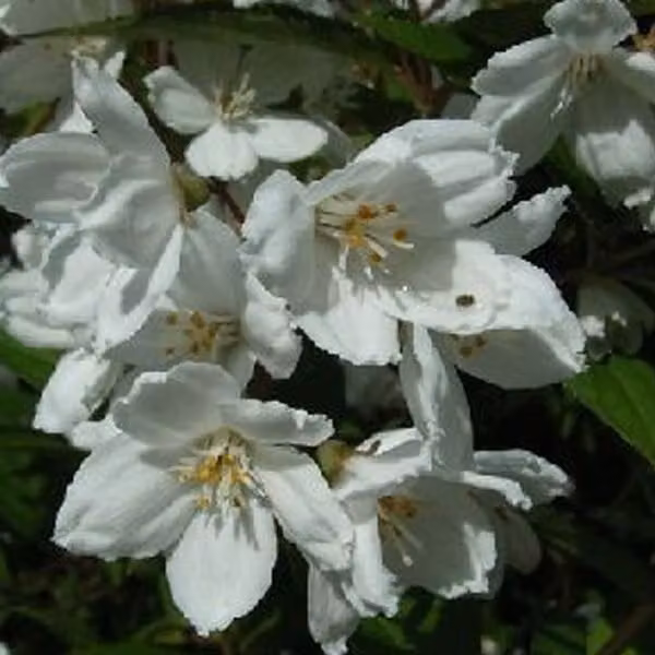2 piante di Deutzia rosea 'Campanulata' | Altezza: 40-60 cm, coltivate in vaso