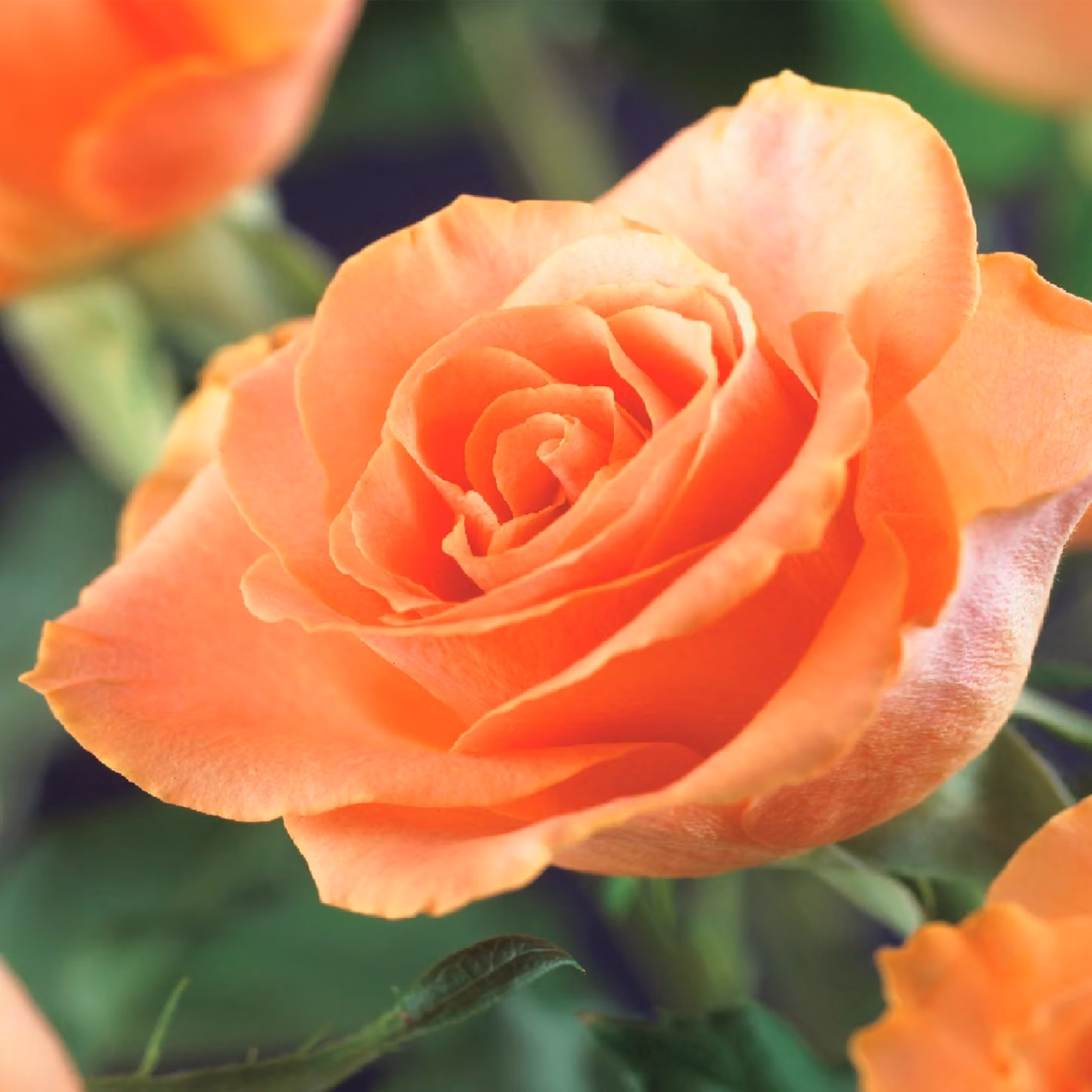 Rosa rampicante Rosa Orange Climber, fiori arancioni, 2 piante, 11cm, altezza