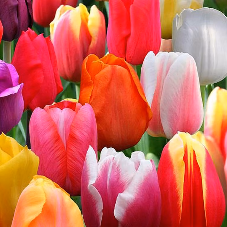 Tulipani Bulbi Bulbi Fiori Mix di tulipani singoli a fioritura tardiva 10 pz.