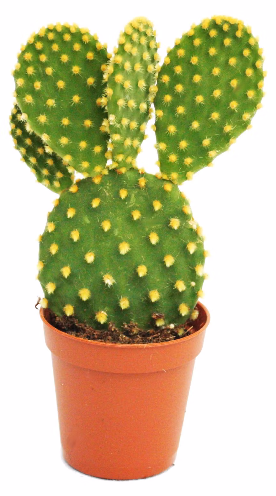 Opuntia microdasys - cactus dalle orecchie gialle - in vaso da 5,5 cm