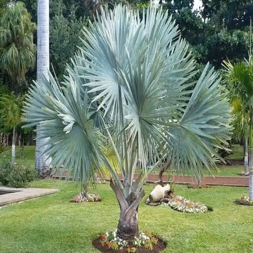Palma Bismarckia nobilis in vaso da 20 cm di Vivaio Garden Forest – 2