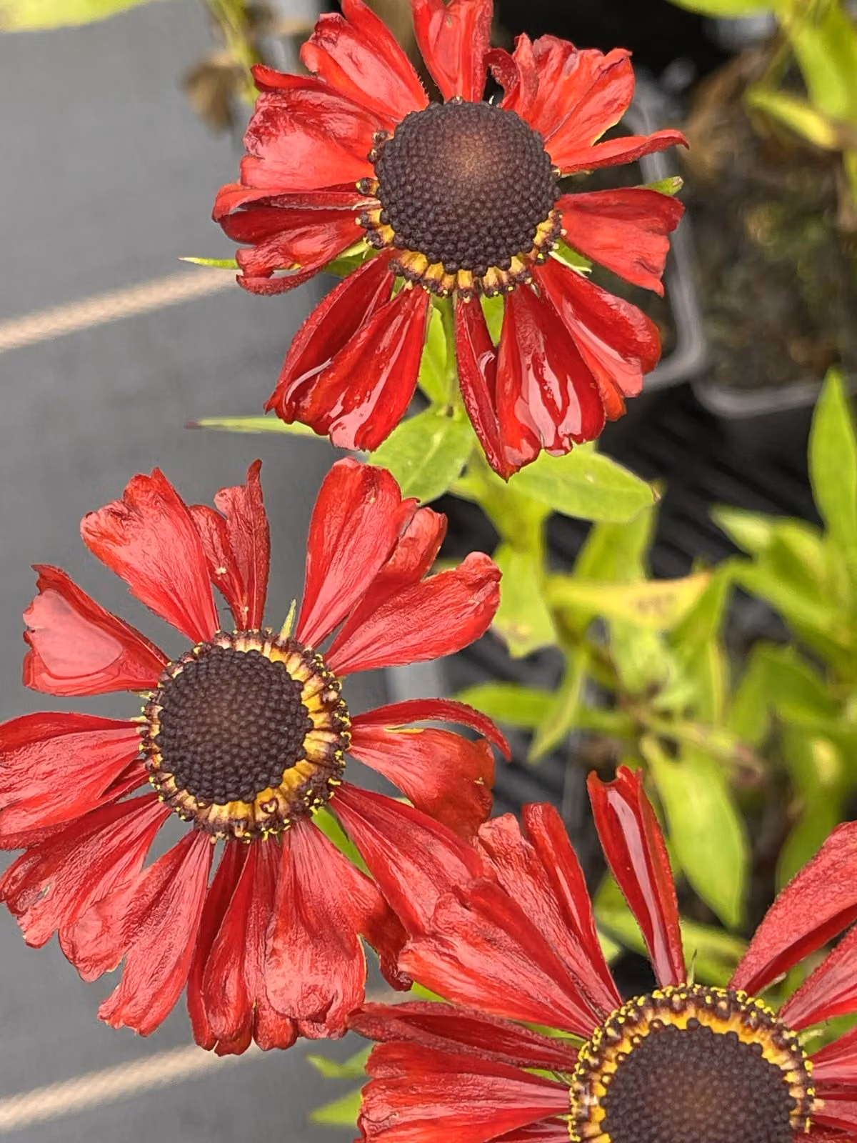 6 x Helenium hybr. 'Kupferzwerg' - Girasole - vaso 9 x 9 cm