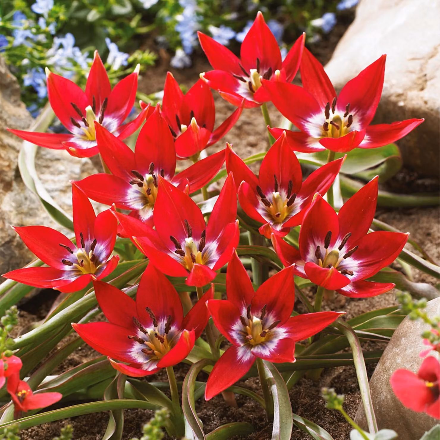 Tulipani Bulbi Fiori Botanici Tulipano Tiny Timo 5 pz.
