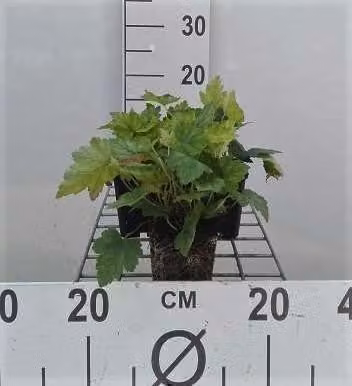 6 x Heucherella alba 'Bridget Bloom' - Fiore di schiuma bastardo - vaso 9 x 9 cm