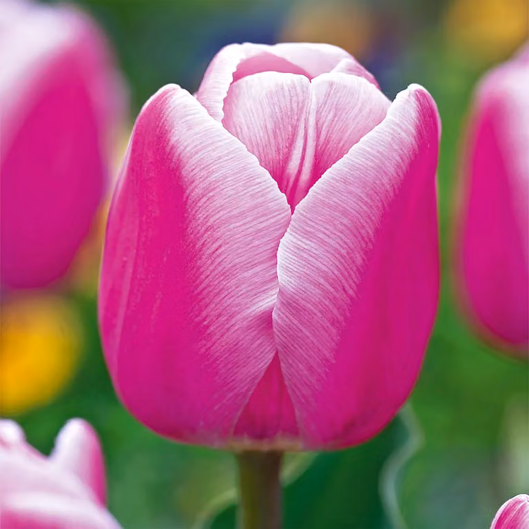 Tulipani Bulbi Fiori Fiori precoci Tulipano singolo Aafke 5 pz.