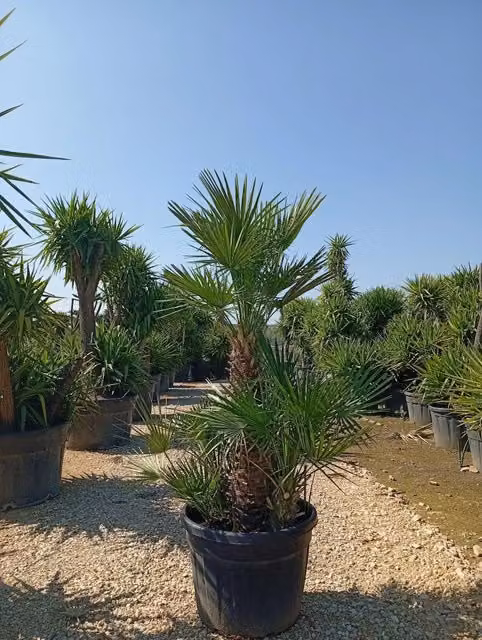 Palma Nana Chamaerops Humilis Vaso 60 cm Pianta Mediterranea Sempreverde