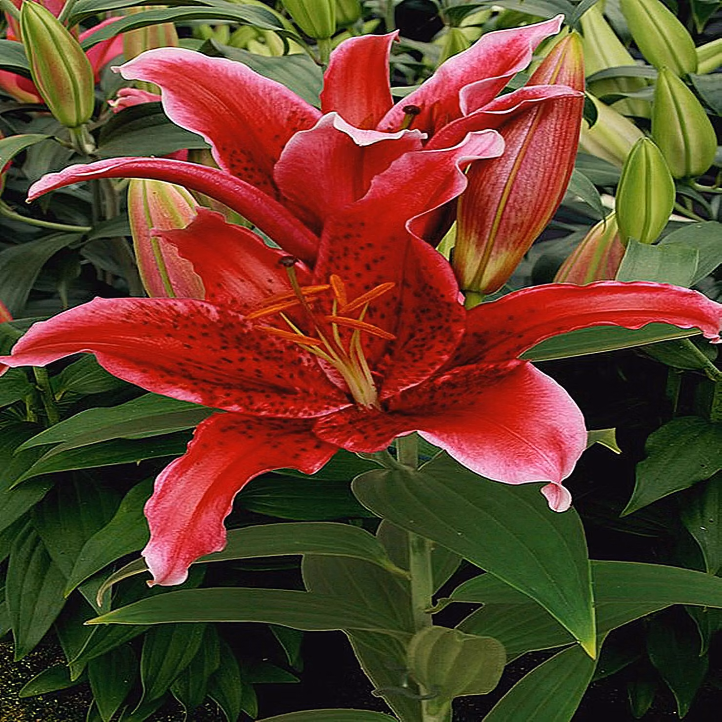 Lilia orientale Red Flash 1 pz. Lilie bulbi di giglio bulbi Profumati