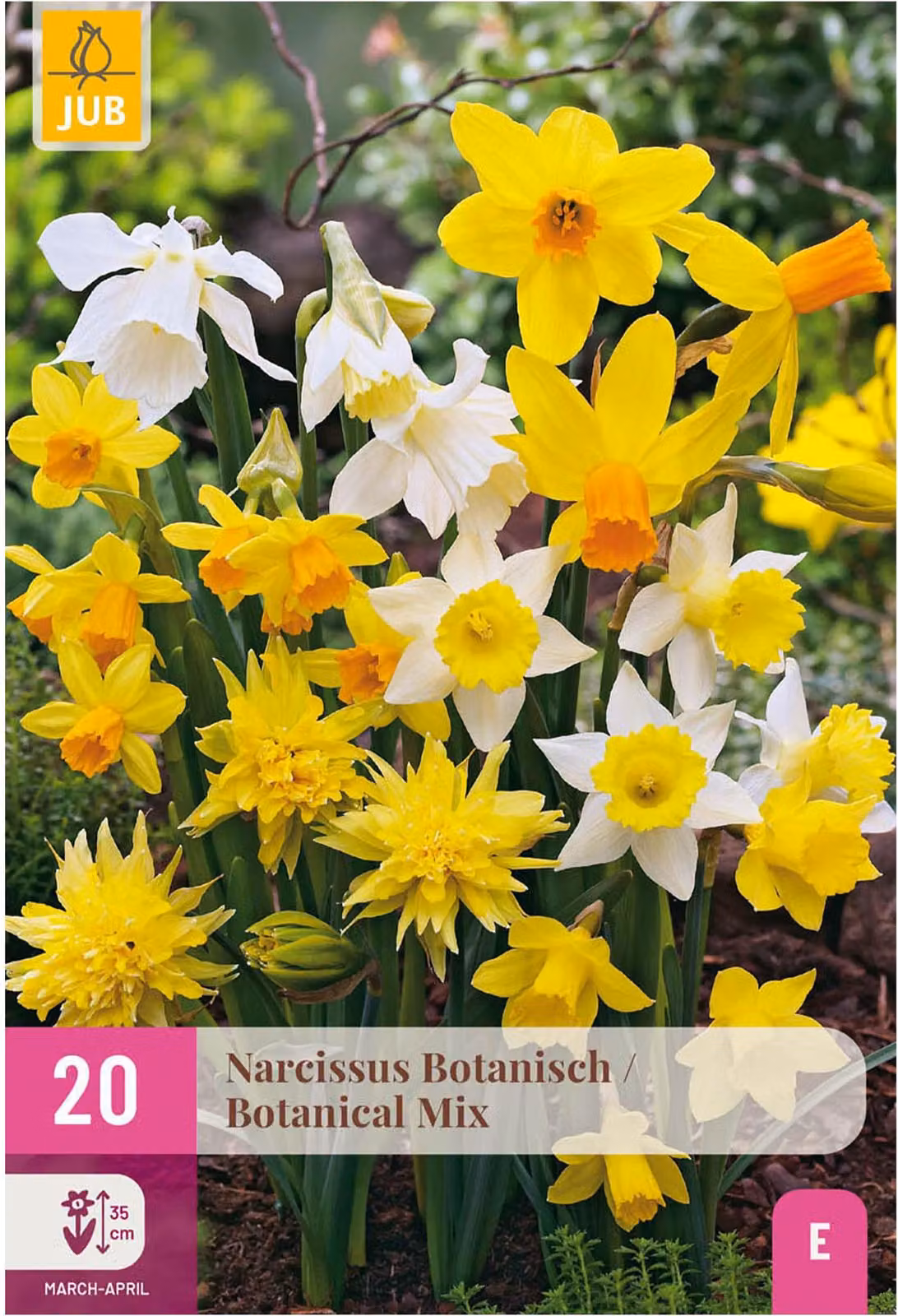 Bulbi da fiore - Narciso 'Botanical mix' - Giallo e bianco - 20 piante - Bulbo misura 10/12 - 15-30cm - Ø5cm - Pianta da giardino - Multideal