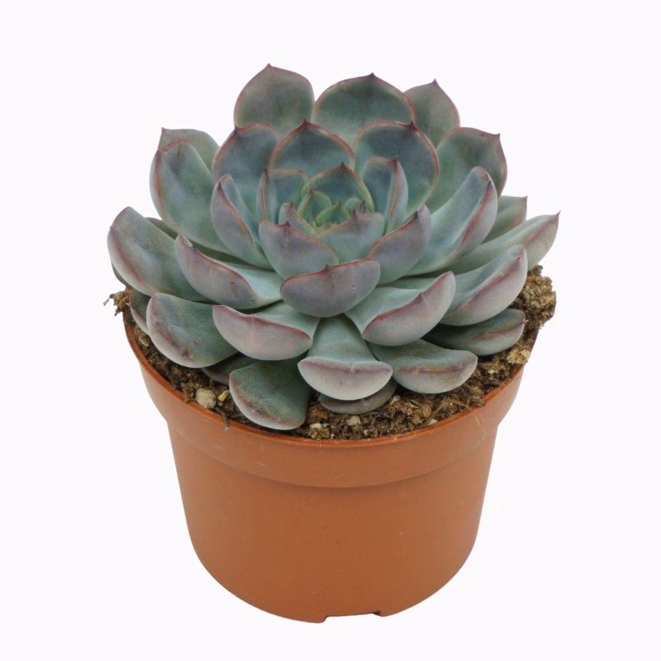 Echeveria Hercules succulenta, 14 cm