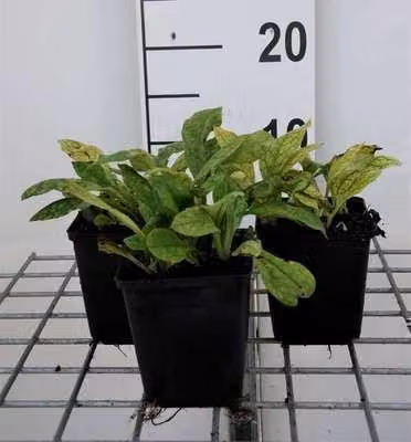 6 x Pulmonaria ang. 'Azurea' - Allium marrone - Vaso 9 x 9 cm