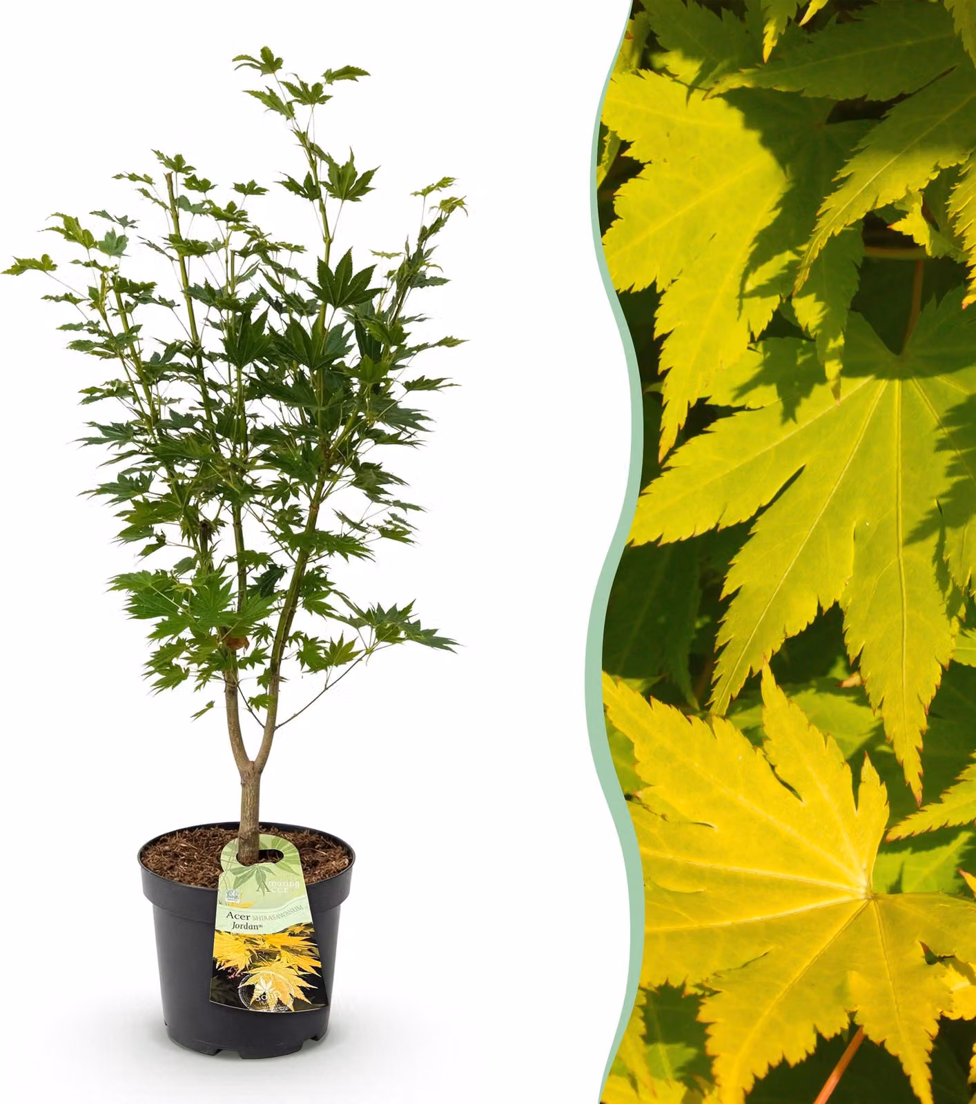 Acer palmatum Jordan - Acero giapponese - Deciduo - Giallo - 80-90cm - Ø26cm - Pianta da giardino