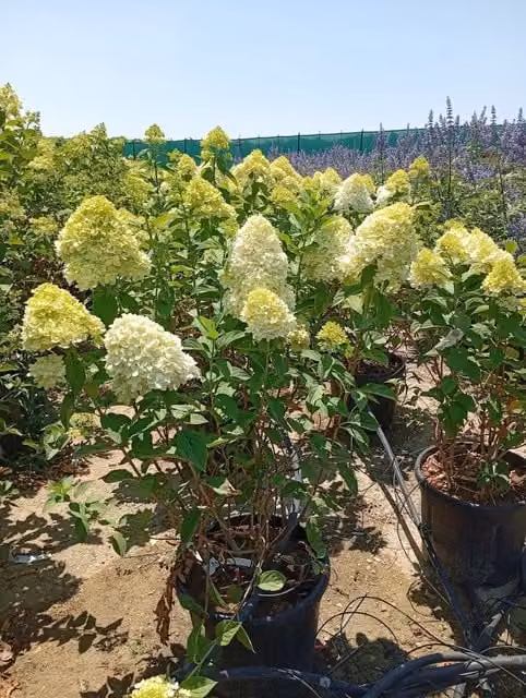 Hydrangea Paniculata Limelight di Vivaio Garden Forest, Arbusto Ornamentale da Esterno con Fiori Bianchi, Rosa e Verdi