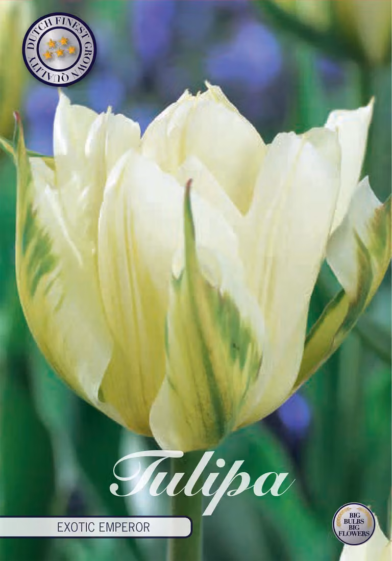 Tulipa - Fosteriana - Imperatore esotico
